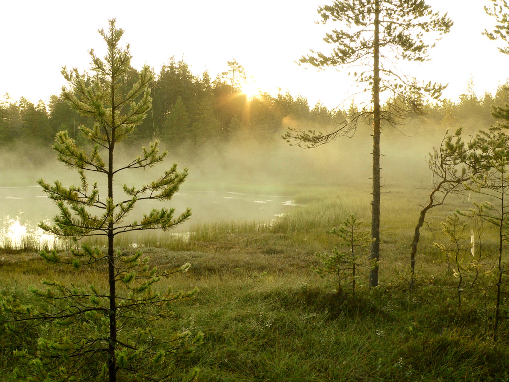 morning-in-forest3